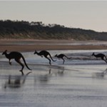 Album artwork Australia