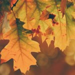 Album artwork Autumn time