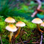 Album artwork September 22: Beginning Of Autumn