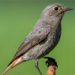 Album artwork Bird of the year 2025