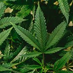 Album artwork Partial legalisation of cannabis in Germany