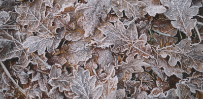 Album artwork Cold Season