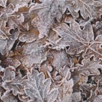 Album artwork Cold Season