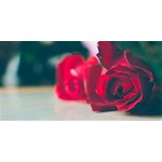 Album artwork Dating Shows