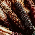 Album artwork November 23, 2023: Thanksgiving