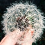 Album artwork Start of the hay fever season