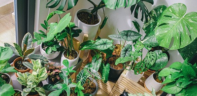 Album artwork Plant Content