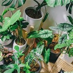 Album artwork Plant Content