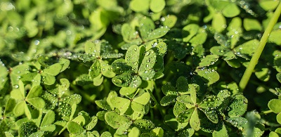 Album artwork Saint Patrick's Day