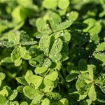 Album artwork Saint Patrick's Day