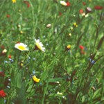 Album artwork Spring