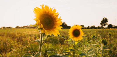 Album artwork Vacation time