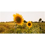 Album artwork Vacation time