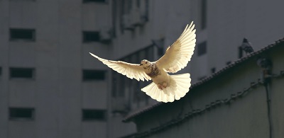 Album artwork September 22 - International Day of Peace