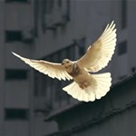 Album artwork September 22 - International Day of Peace